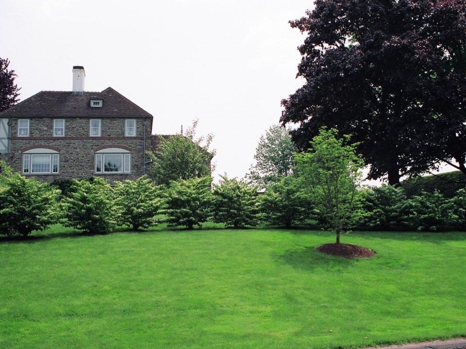 Sod Installation after one month (with Viburnum Privacy Hedge)