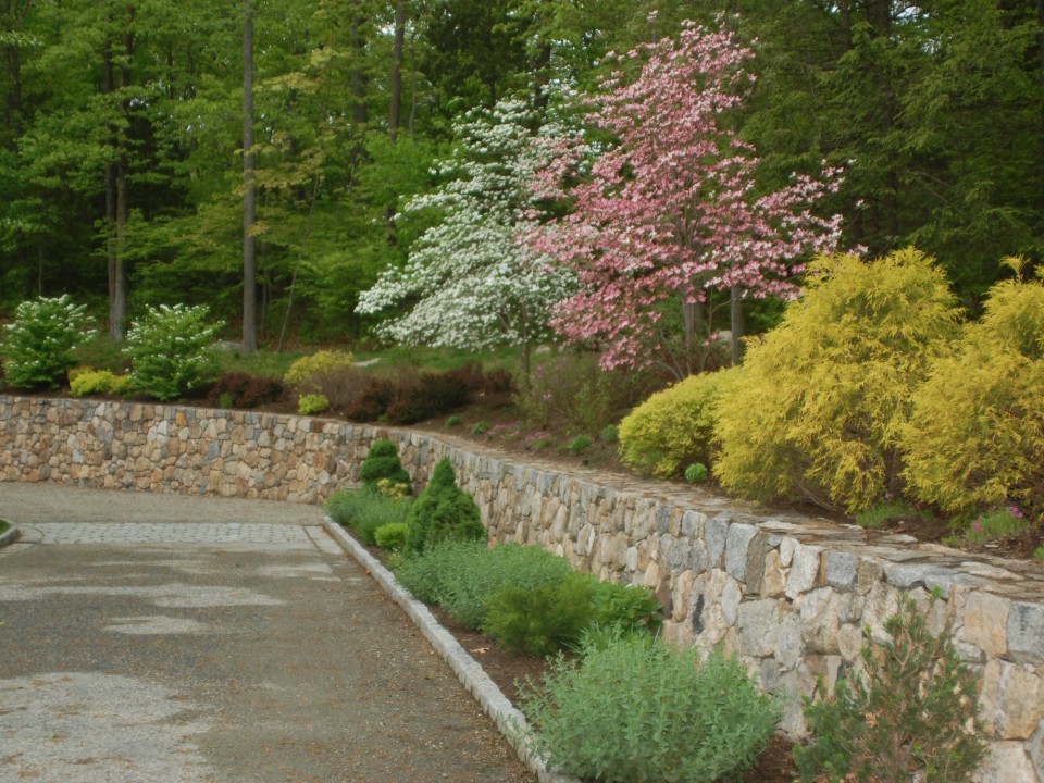 Fieldstone Wall Perriennal Planting and Flowering Trees