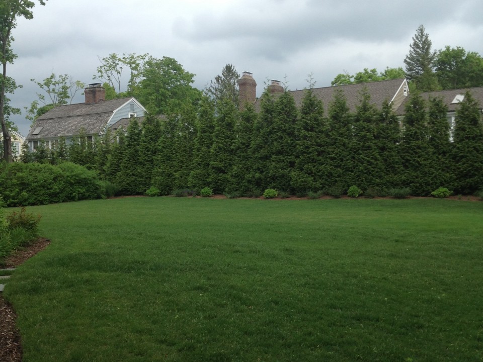 Arborvitaes Screening